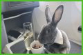 Bunny in a bow tie lives the high life flying business class with owner and being served nuts by stewardesses