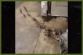 Rats Run Out From Under Homeless Person's Blanket on NYC Subway Platform