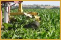 Why do farmers cut the tassels off corn?